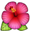 hibiscus