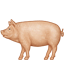 pig2